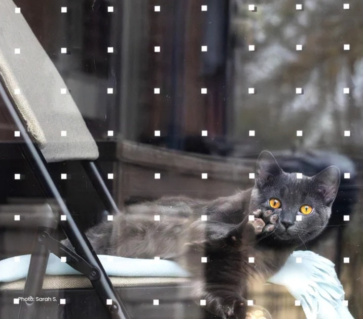 Feather Friendly Window Collision Tape