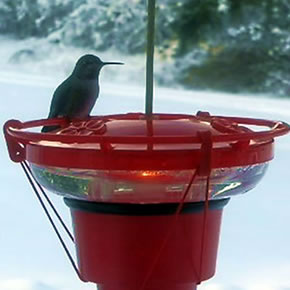 Hummer Hearth Hummingbird Feeder Heater (Feeder NOT included)