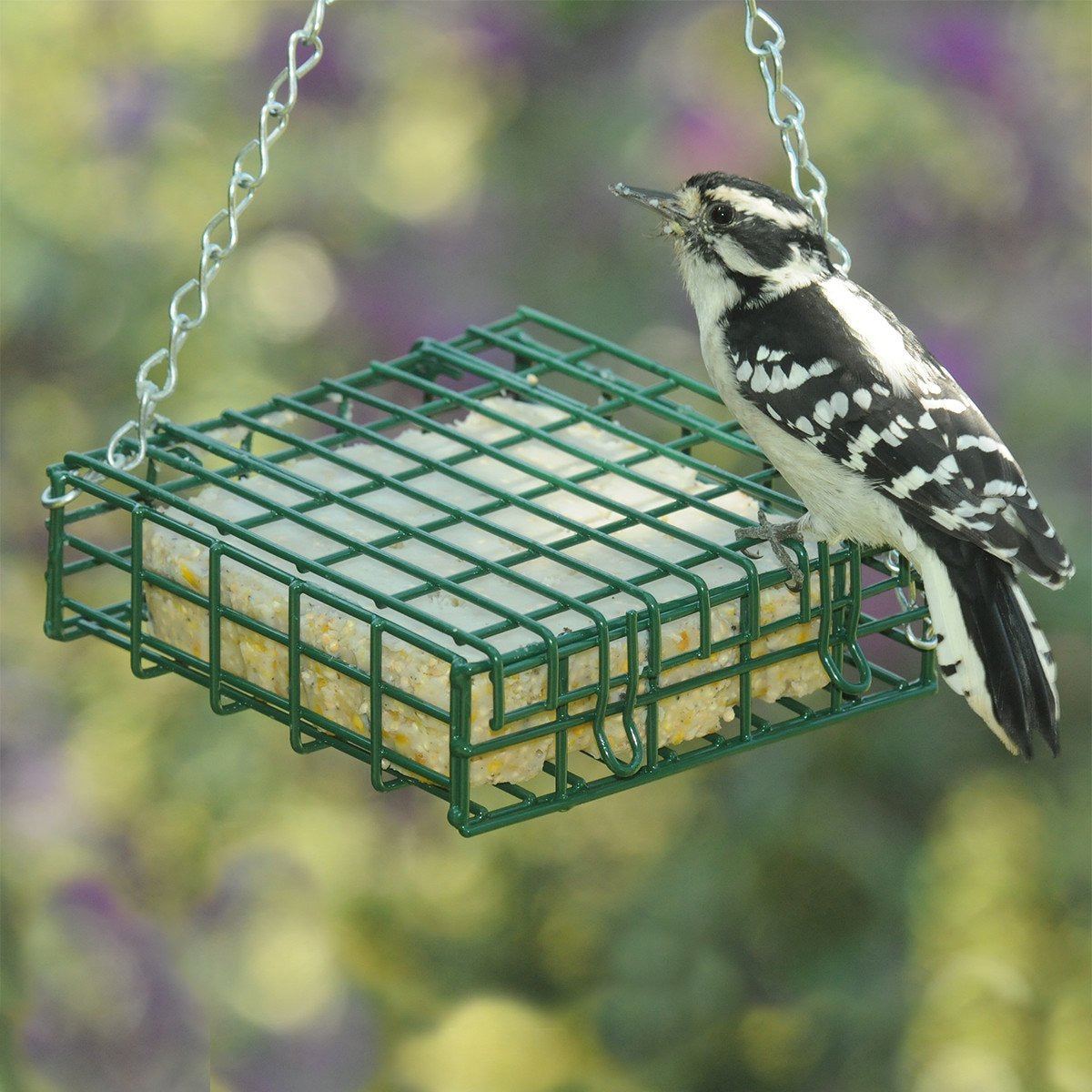 Songbird Essentials Deluxe Suet Feeder