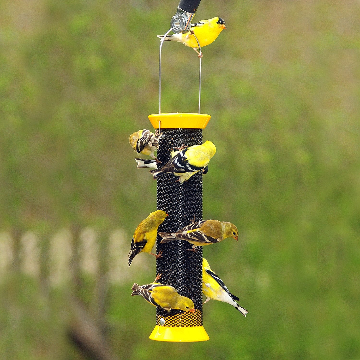 Droll Yankee Metal Finch Sock