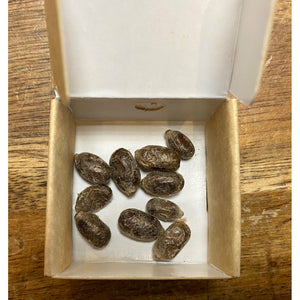 Mason Bee Cocoons (in-store pickup only)