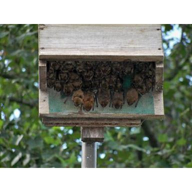 Triple Chamber Bat House