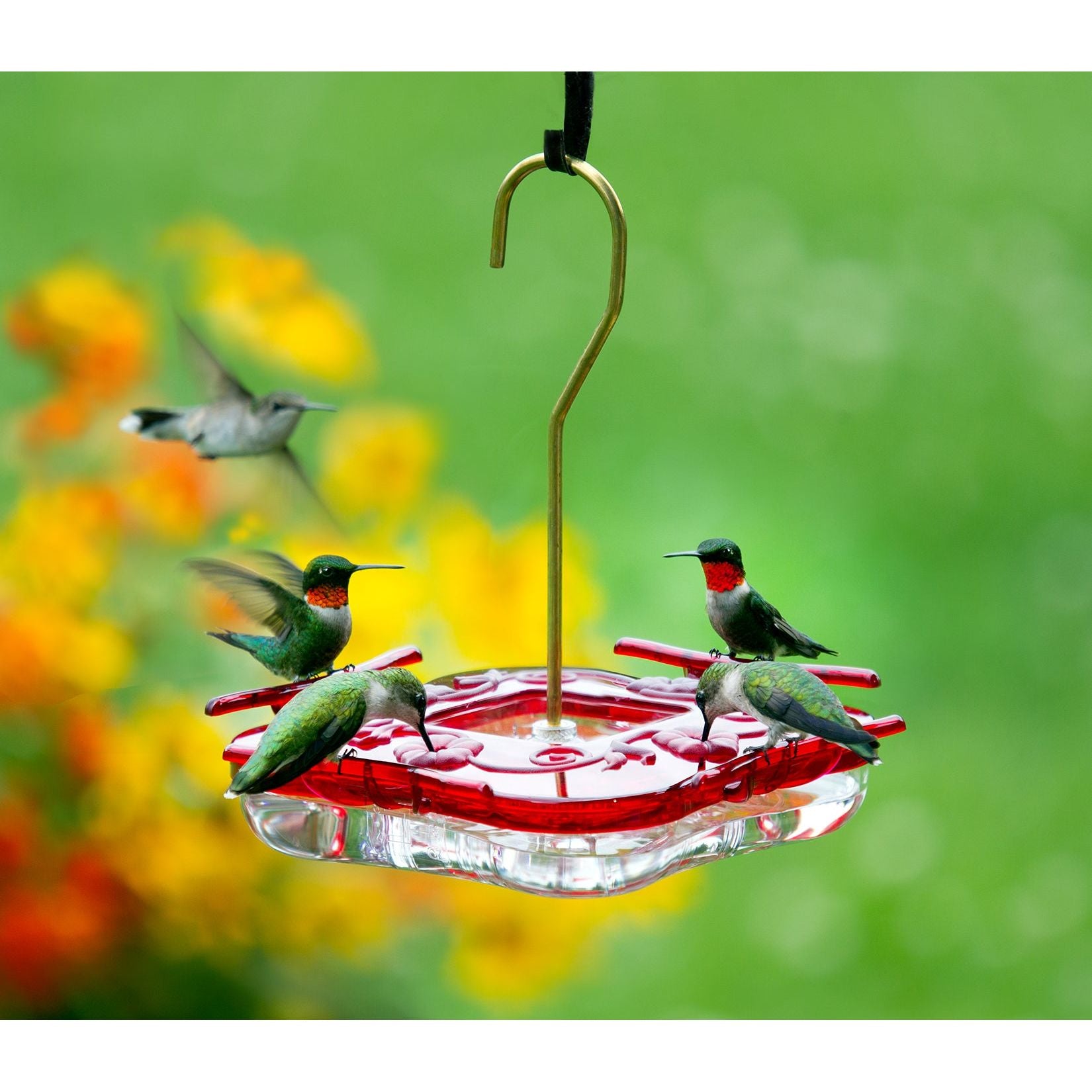 Aspects Hummzinger High View Square Hummingbird Feeder – Backyard Bird ...