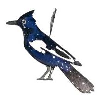 Stellers Jay Ornament from Bear Hill Studios