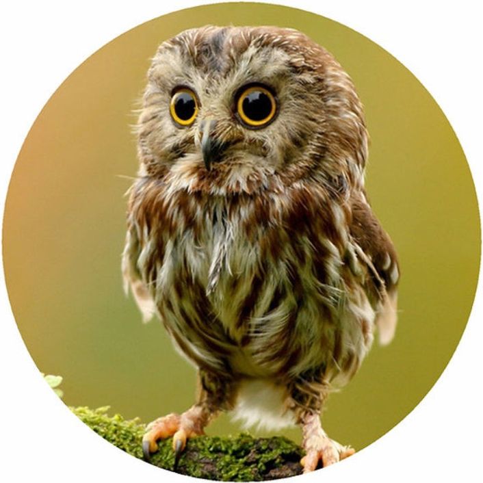 Andreas Silicone Trivet - Owl