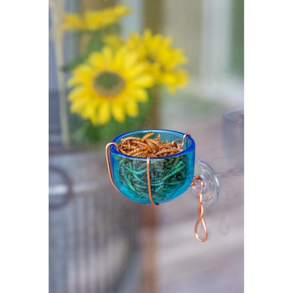 Copper Bluebird Window Mealworm Feeder