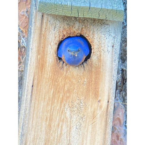 Image of Bluebird Nestbox Kit for Western, Eastern, and Mountain Bluebirds