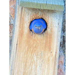 Bluebird Nestbox Kit for Western, Eastern, and Mountain Bluebirds