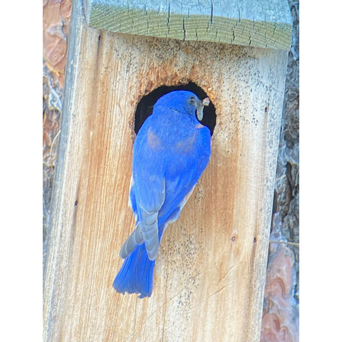 Image of Bluebird Nestbox Kit for Western, Eastern, and Mountain Bluebirds