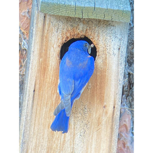 Bluebird Nestbox Kit for Western, Eastern, and Mountain Bluebirds