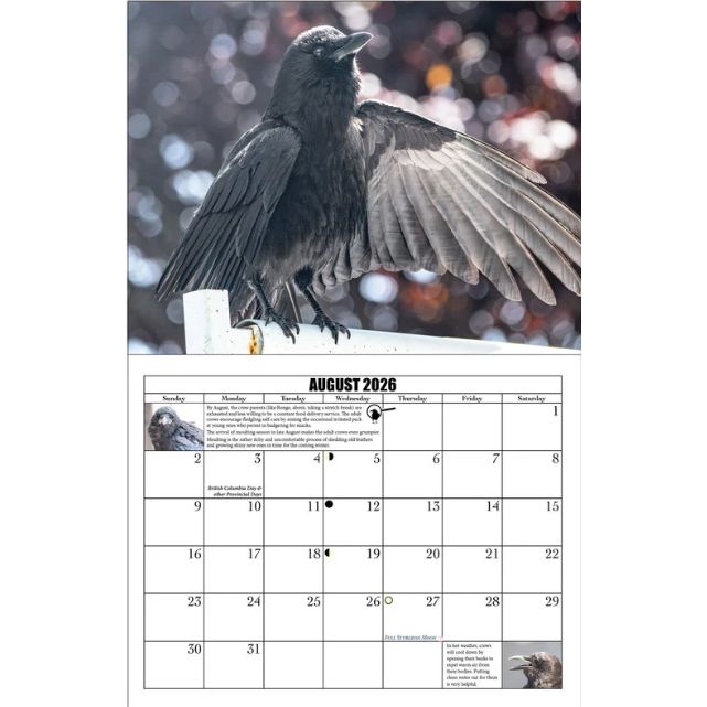 City Crows Calendar 2026 by June Hunter