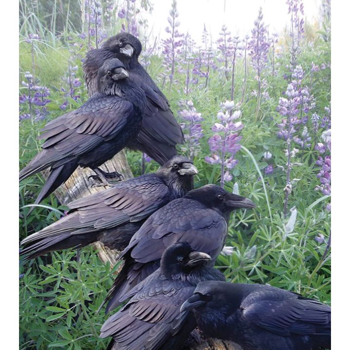 Raven Rendezvous 1,000 Piece Puzzle