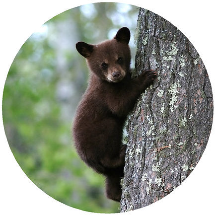 Andreas Silicone Trivet - Black Bear Cub
