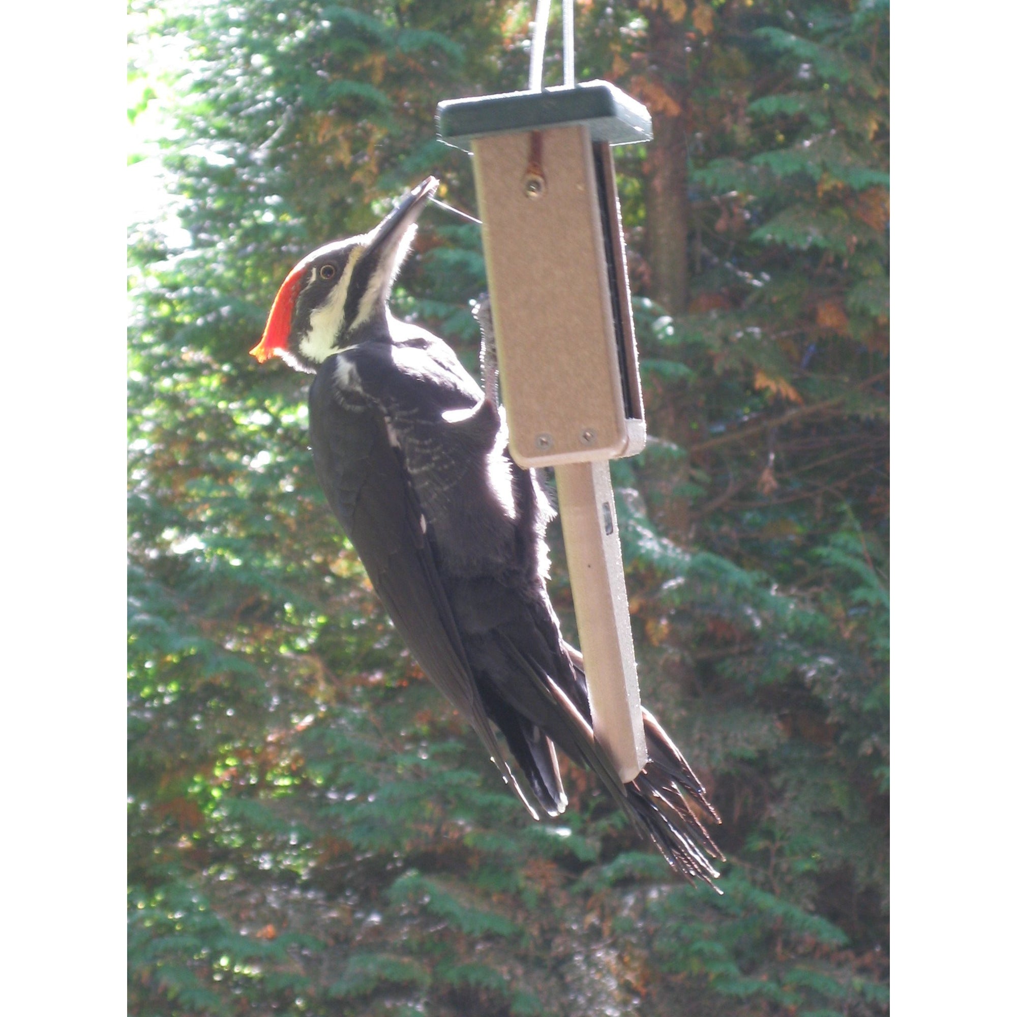 Birds Choice Medium Tail Prop Suet Feeder