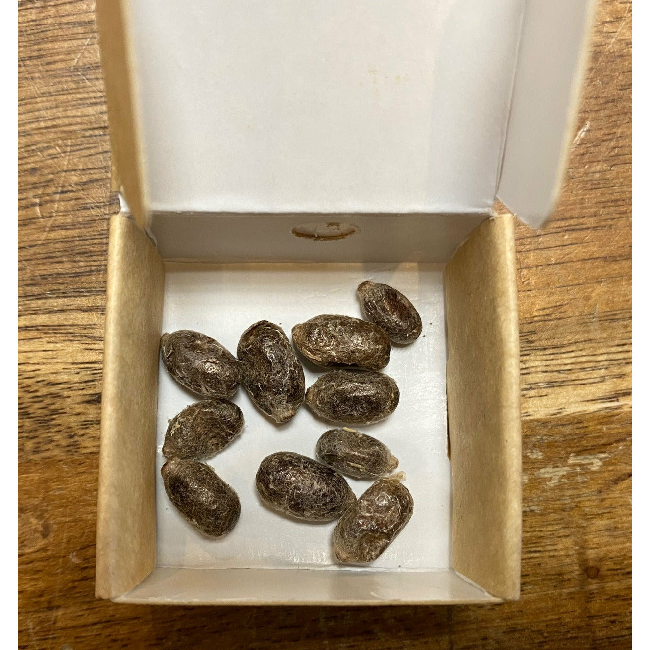 Mason Bee Cocoons in store pickup only