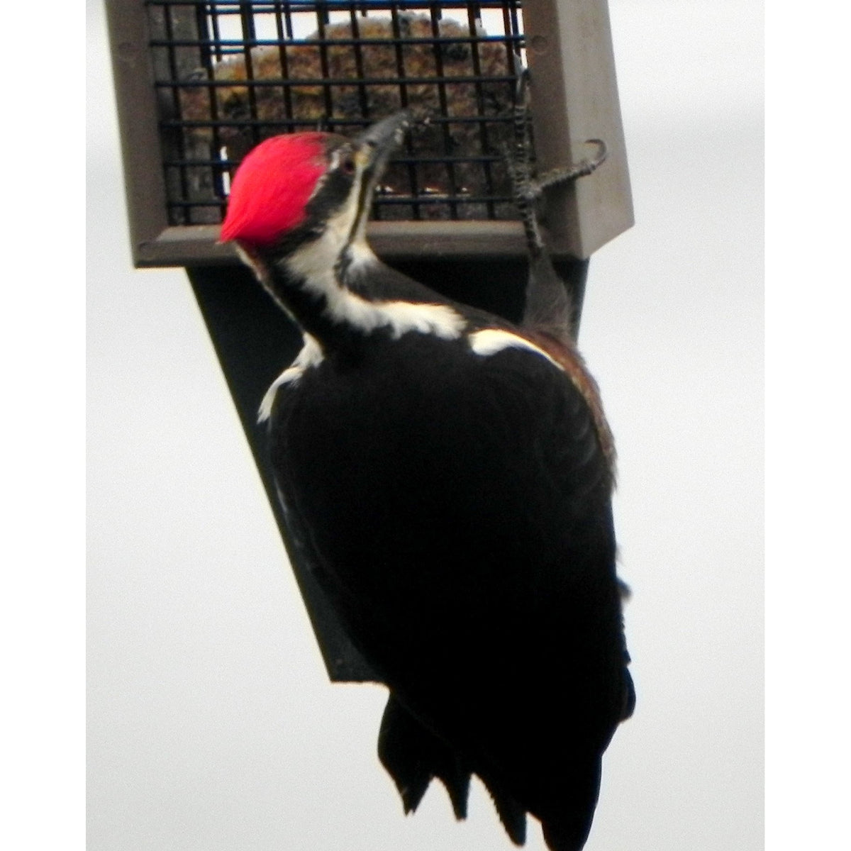 Birds Choice Medium Tail Prop Suet Feeder