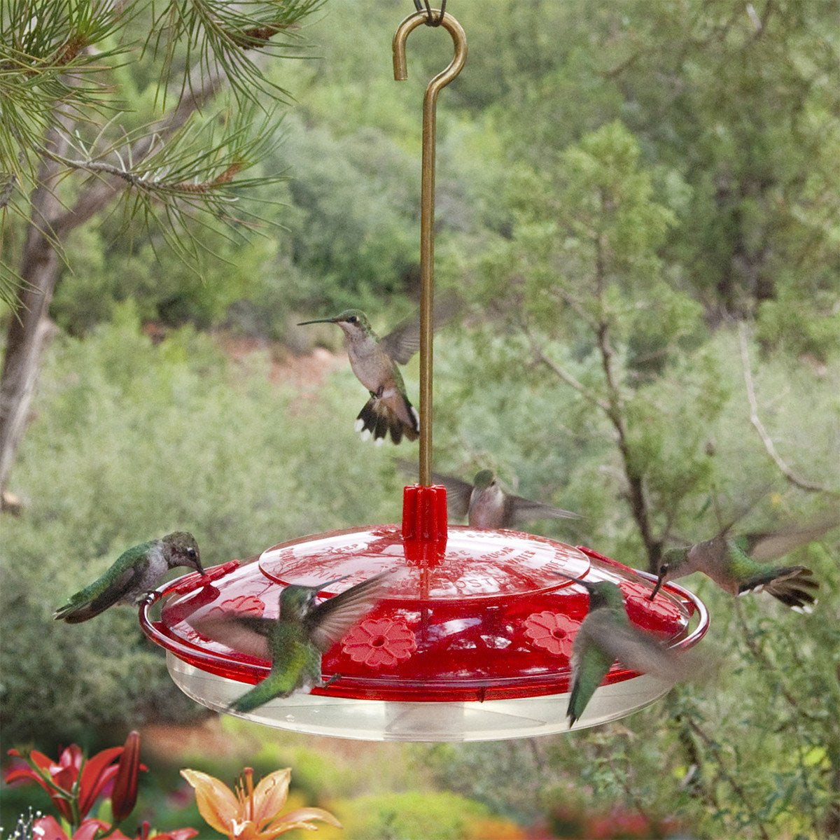 Droll Yankee Happy 8 Hummingbird Feeder