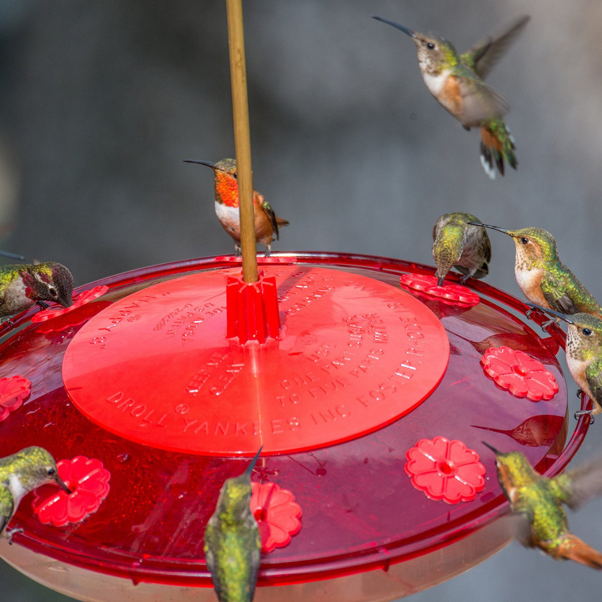 Droll Yankee Happy 8 Hummingbird Feeder