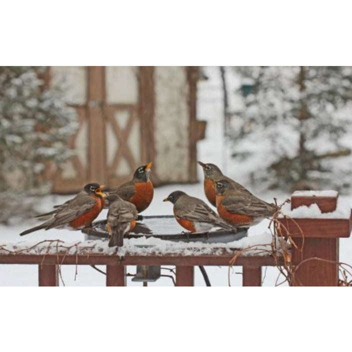 Erva Heated Bird Bath Dish