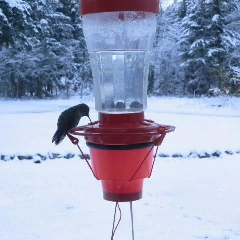 Image of Hummer Hearth Hummingbird Feeder Heater (Feeder NOT included)