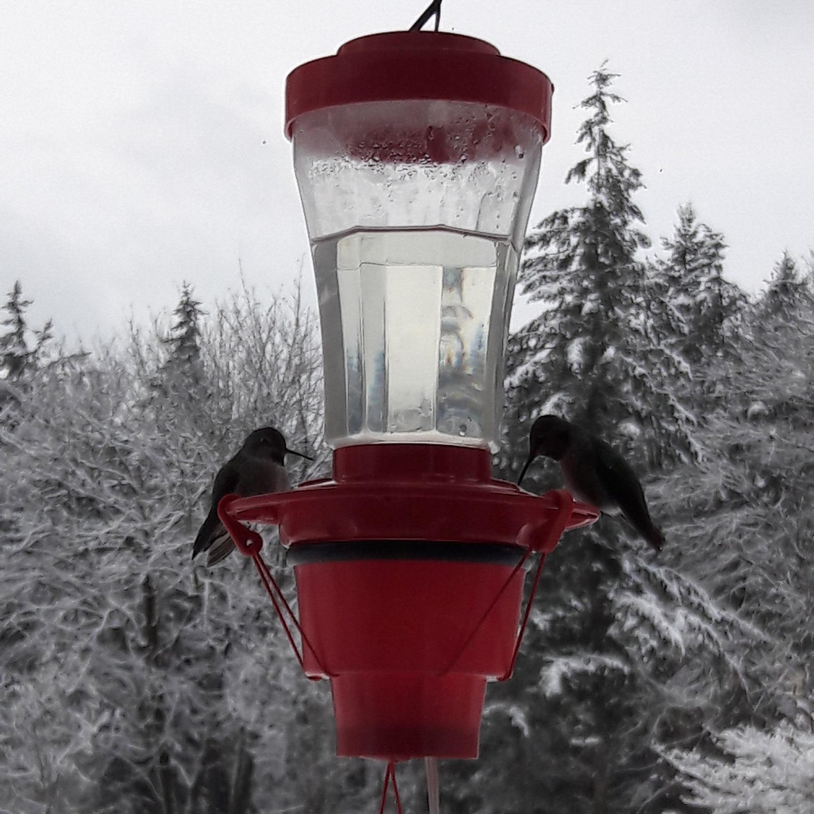 Hummer Hearth Hummingbird Feeder Heater (Feeder NOT included)